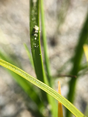Carex viridula