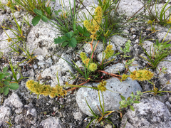 Rumex fueginus
