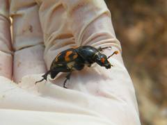 Nicrophorus carolina