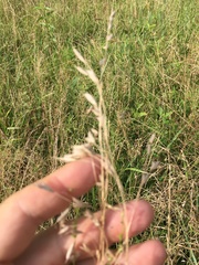 Bromus japonicus