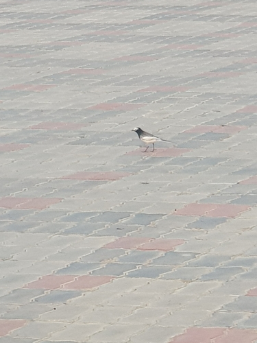 White Wagtail
