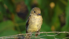 Empidonax difficilis cineritius