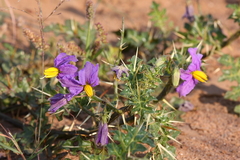 Solanum virginianum