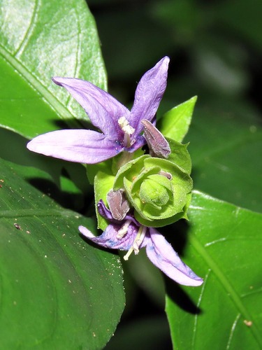 Ecbolium hastatum