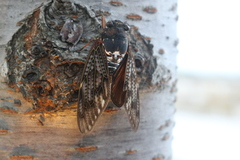 Graptopsaltria nigrofuscata