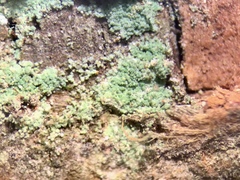 Lepraria hodkinsoniana