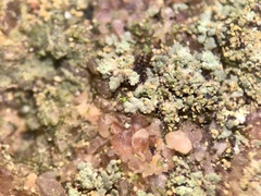 Lendemeriella reptans