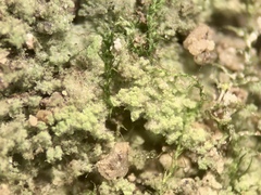 Botryolepraria lesdainii
