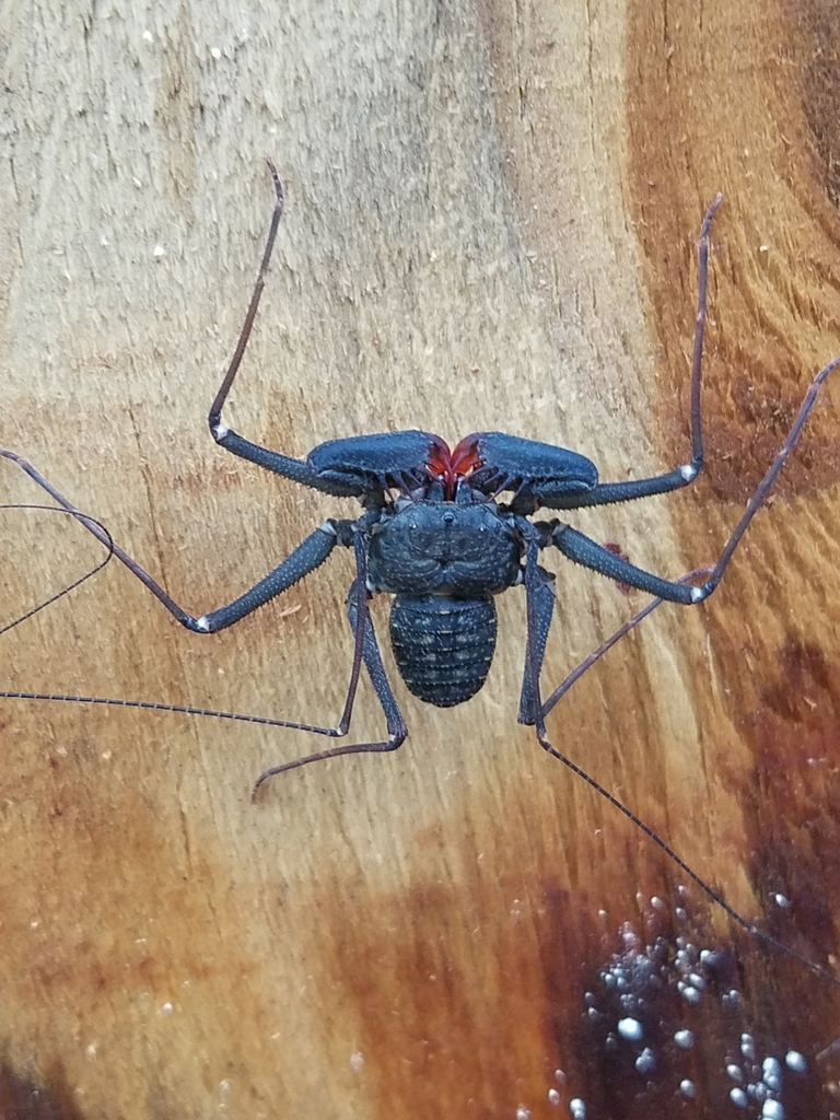 Florida Tailless Whipscorpion