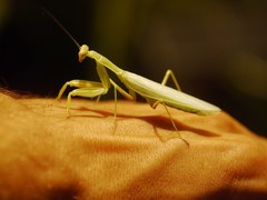 Hierodula transcaucasica