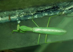 Hierodula transcaucasica