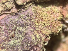 Chrysothrix chamaecyparicola