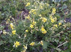 Potentilla biflora