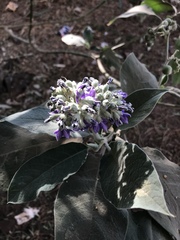 Solanum mauritianum