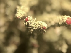 Cladonia didyma