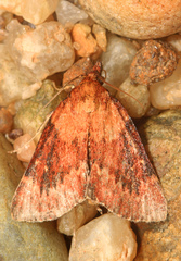 Omphalocera munroei