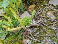 Biserrula pelecinus, photograph Josep Gesti, CC BY-SA, iNaturalist via GBIF
