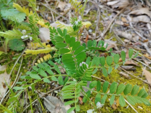 Biserrula pelecinus, photograph 5