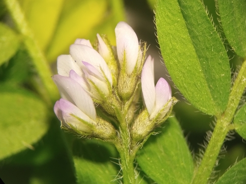Biserrula pelecinus, photograph 6
