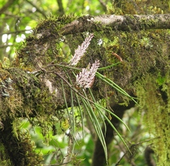 Cleisostomopsis roseus