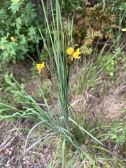Xyris platylepis