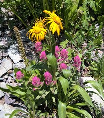 Castilleja rhexiifolia