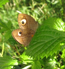 Mycalesis junonia