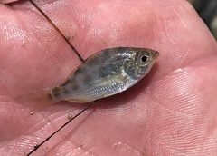 Eucinostomus argenteus