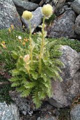 Geum glaciale