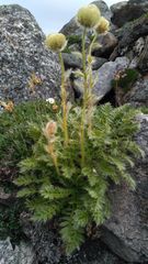 Geum glaciale