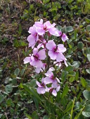 Cardamine purpurea