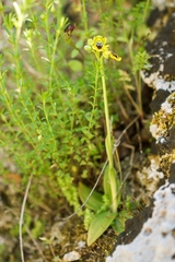 Ophrys lutea lutea