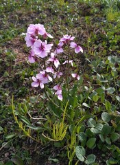 Cardamine purpurea