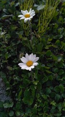 Chrysanthemum integrifolium