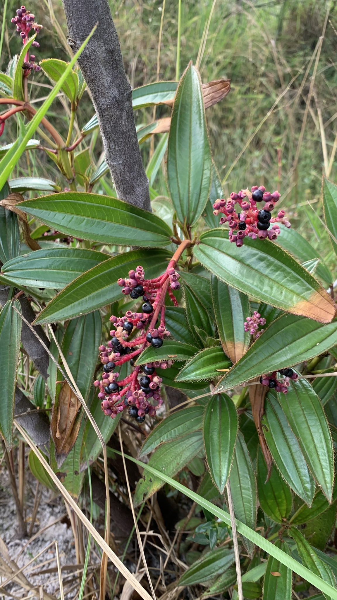 Miconia ciliata