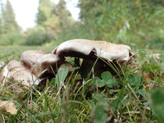 Cortinarius lucorum