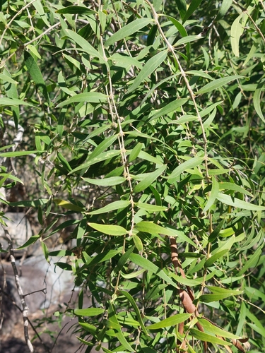Image of Notelaea microcarpa by (c) Ruth Palsson, some rights reserved (CC BY-SA)