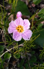 Claytonia acutifolia