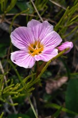 Claytonia acutifolia