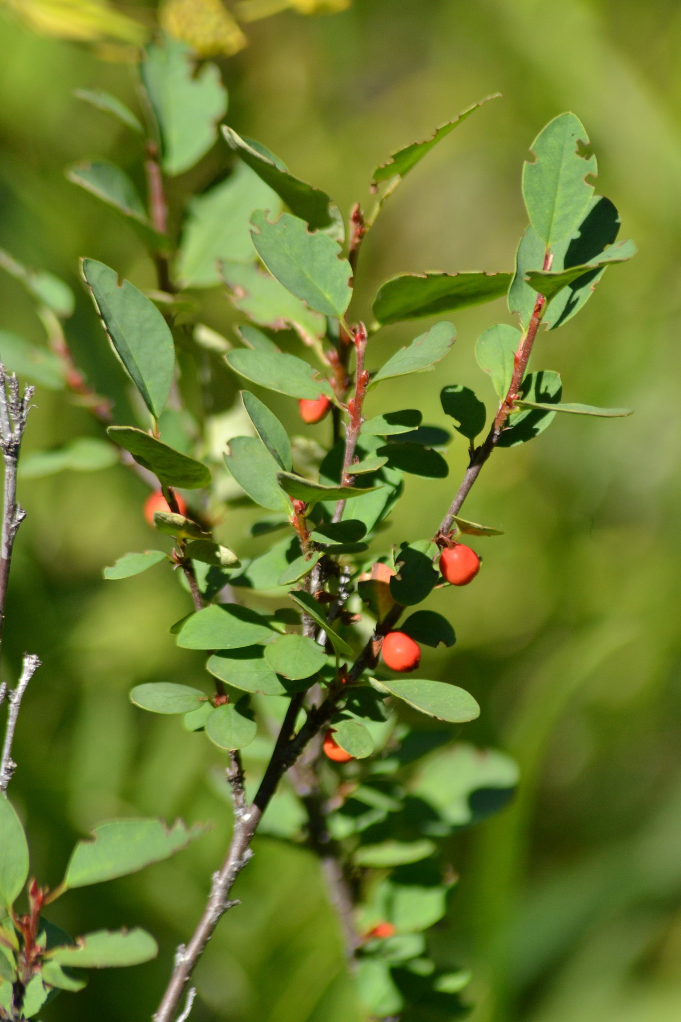 Cotoneaster uniflorus