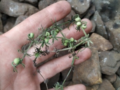 Galium tricornutum