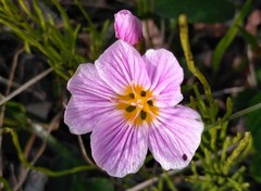 Claytonia acutifolia