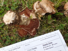 Cortinarius lucorum