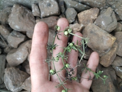 Galium tricornutum