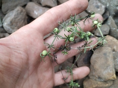 Galium tricornutum