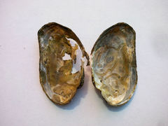 Alasmidonta varicosa