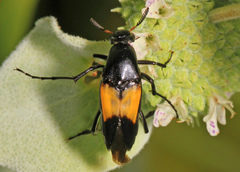 Macrosiagon dimidiata