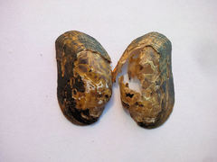 Alasmidonta varicosa