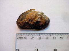 Alasmidonta varicosa