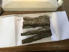 Lepraria hodkinsoniana